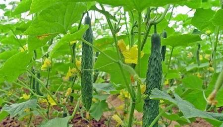 人生有四喜久旱逢甘露(人生有四大喜事: 金榜题名时, 他乡遇)