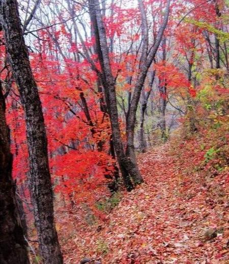 停车坐爱枫林晚 霜叶红于二月花的意思是(枫叶经霜艳的意思)
