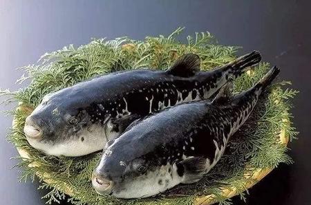 河豚鱼什么人不能吃(河豚鱼功效与禁忌)