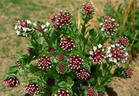 狼毒花的毒性有多大(狼毒的毒性有多大?)