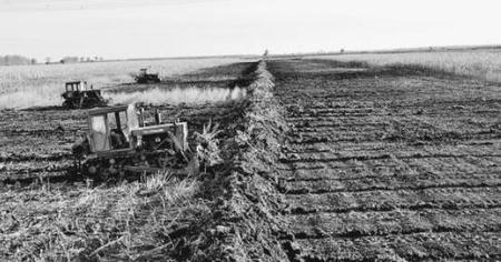 种旱稻需不需要水