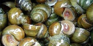 螺肉怎么做才好吃(怎样炒海螺肉最好吃)