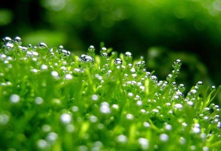 春雨贵如油是俗语还是谚语(春雨贵如油写出了春雨的)