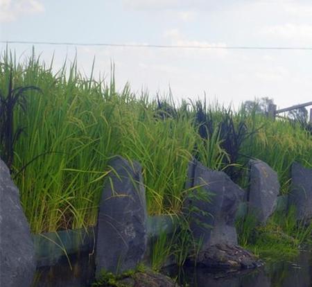 做大米生意怎么样利润如何