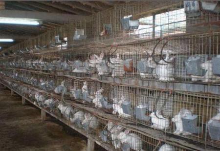 肉兔在家怎么养