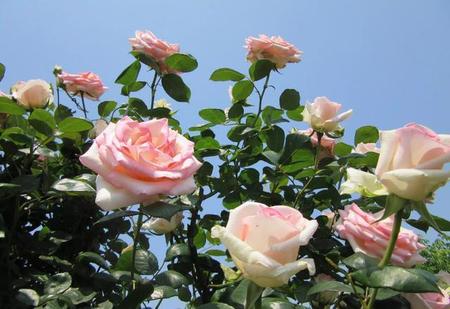 你还知道哪些城市的市花是什么吗