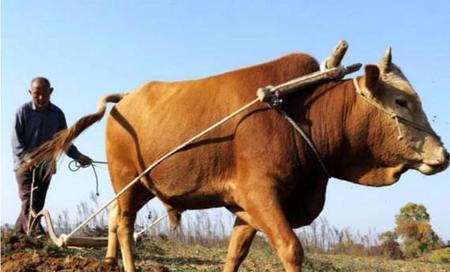耕地的老牛(国画耕牛图片大全)