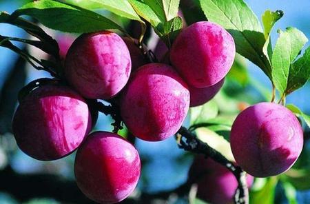 李下瓜田是成语吗