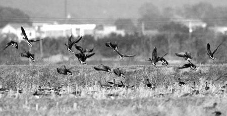 二战美国打谁(二战苏联单挑德国能赢吗?)