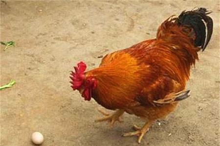 公鸡会生鸡蛋吗