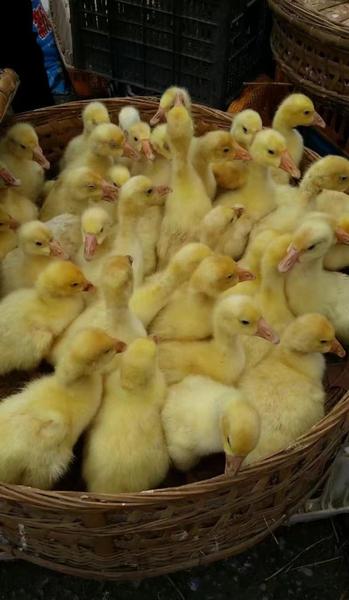 家养的鸭子是什么品种(家养鸭子种类)