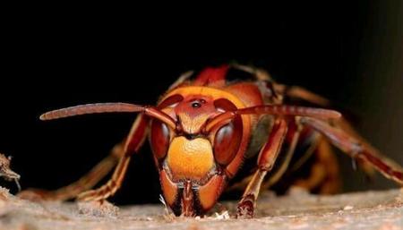 虎头蜂蜂巢有没有蜂蜜(虎头蜂是马蜂吗)