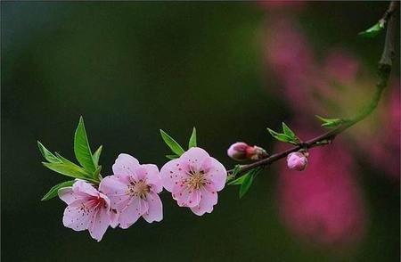 春天各种花的颜色特点