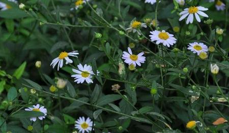 马兰头有什么功效与作用