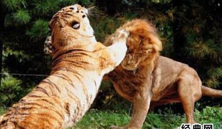 老虎和狮子谁更历害?(狮子和老虎谁强谁弱)