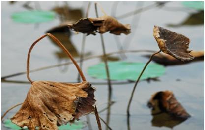 荷尽已无擎雨盖,菊残犹有傲霜枝表达了诗人怎样的志向(荷尽已无擎雨盖菊残犹有傲霜枝诗意)