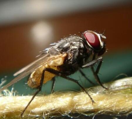 晚上有蚊子在耳边飞来飞去怎么办(蚊香不管用)