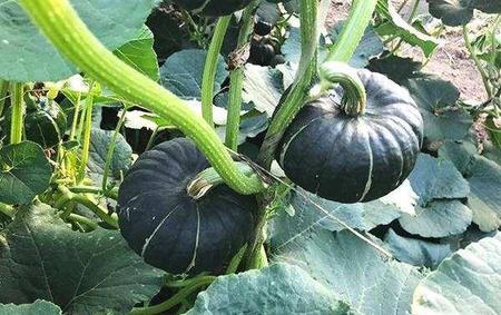 日本南瓜的种植方法和时间(日本南瓜种植技术与管理)