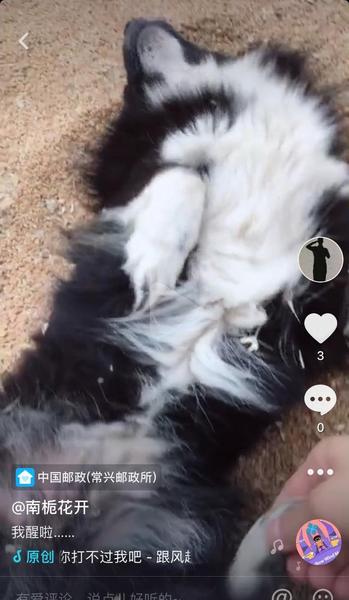 农村小土狗怎么养(土狗当宠物狗养)