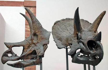 甲龙和三角龙(恐龙的种类名称和特点)