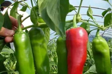 辣椒直接种可以吗(辣椒播种方法)
