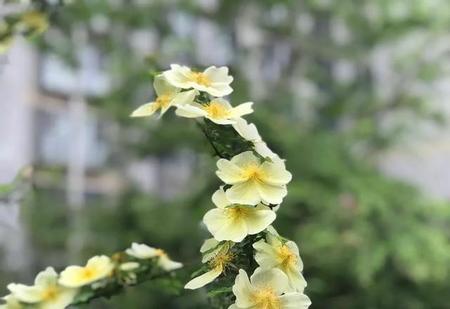 常德杀妻案(湖南常德杀妻事件)