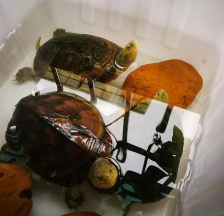 乌龟能晒太阳吗?(乌龟晒太阳好吗)