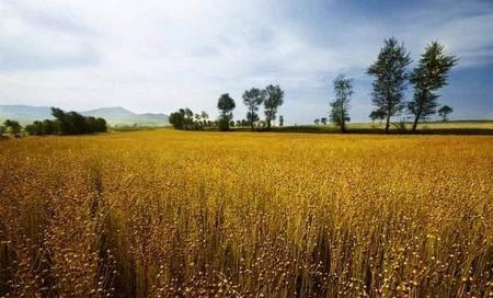 种植面积最大的油料作物(亩产2000斤的玉米)