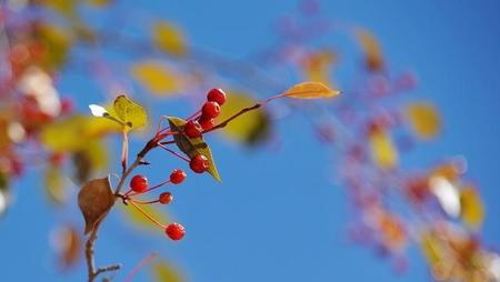 关山见秋月什么意思(《关山月》赏析)