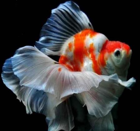 金鱼喂食什么食物最好(金鱼应该喂什么食物)