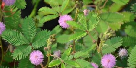 含羞草的种子几月份可以种(含羞草春天会发芽吗)