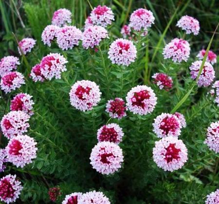 狼毒花的功效与作用