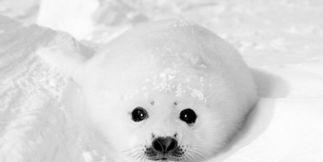 兔子属不属于哺乳动物(兔子是爬行动物还是哺乳动物)