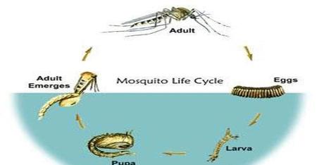 迅速杀死水中的蚊子幼虫(如何灭水培植物的蚊子)
