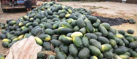 西瓜品种有哪些?(黑美人植物风水之说)