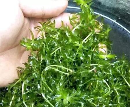 伊乐藻生长周期(伊乐藻什么时候种植是最佳时期)