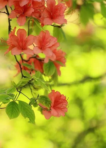 杜鹃花为什么颜色变浅(杜鹃花花色变浅的原因)