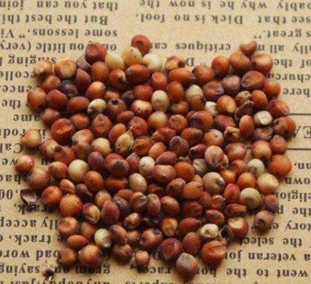 高粱产地在什么地方最多(高粱是喜温作物吗)