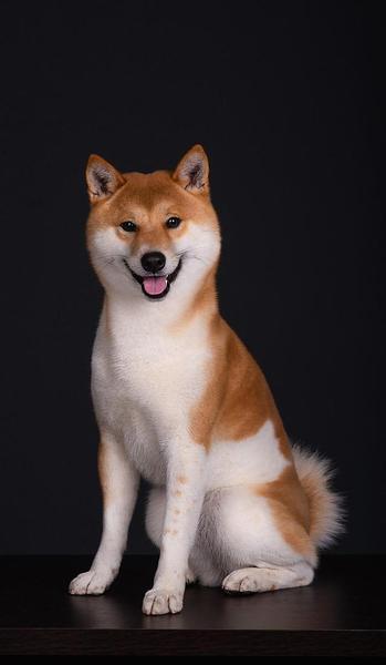 贼没了搞笑段子