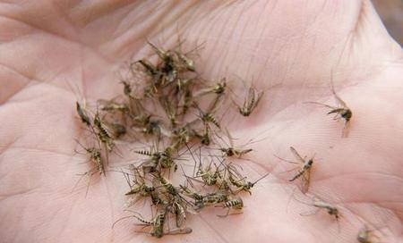 蚊子传播的疾病有几种