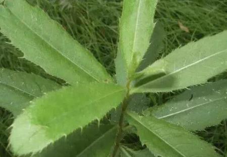 刺儿菜的做法大全家常