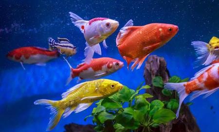 鱼缸里的鱼慢慢死掉是咋回事(已经用洗洁精刷了鱼缸怎么办)