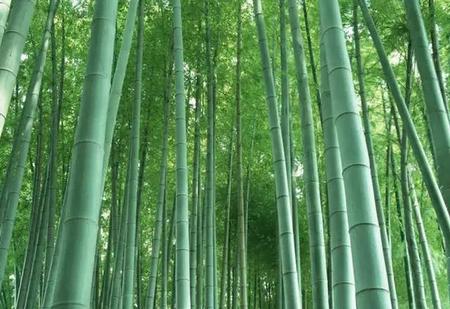 竹子长得快吗(竹子为什么长那么高)