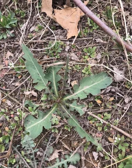 苦菜是蒲公英吗苦菜和蒲公英的区别