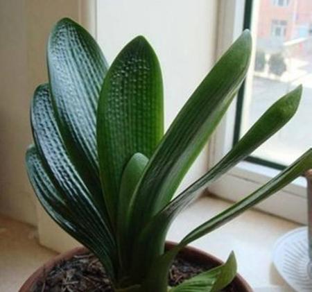 君子兰中心叶烂了还能出新叶吗(君子兰烂心后还发芽吗)