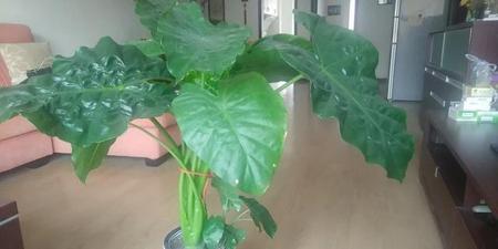 滴水观音叶子皱怎么回事(花盆土的配制)