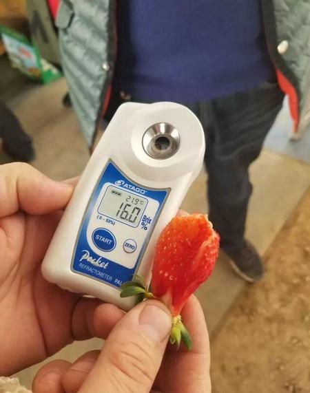 草莓含糖量高吗?糖尿病人能吃吗?(草莓的含糖量)