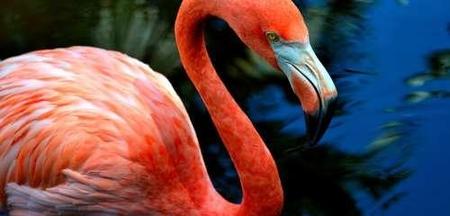 火烈鸟小时候是粉红色的对吗(火烈鸟小时候是粉红色的吗)