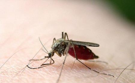 对自然界有帮助的昆虫有哪些(自然界有哪些昆虫对人类有帮助?)