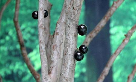 嘉宝果有核吗(红妃嘉宝果和沙巴嘉宝果的区别)